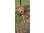 Adopt Opie a Brown/Chocolate Shepherd (Unknown Type) / Mixed dog in Boonville