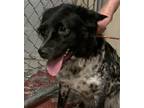 Adopt Breeze a Black - with White Border Collie / Blue Heeler / Mixed dog in