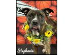 Adopt Stephanie a Brindle - with White Mixed Breed (Medium) / Mixed dog in