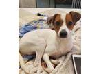 Adopt Tigger in Richmond, IN a White - with Brown or Chocolate Jack Russell