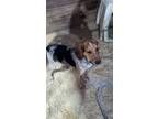 Adopt Travis a Tricolor (Tan/Brown & Black & White) Bluetick Coonhound / Mixed