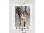 Adopt Chiquita a Catahoula Leopard Dog / Weimaraner dog in Lukeville