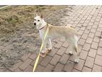 Adopt Jelly a White - with Tan, Yellow or Fawn Jindo / Mixed dog in Burnaby