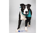 Adopt Dwayne 'The Rock' Johnson a White American Pit Bull Terrier / Mixed dog in