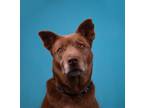 Adopt Nugget a Brown/Chocolate Husky / Mixed dog in The Dalles, OR (38032928)