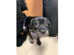 Adopt Juju a Black Mixed Breed (Medium) / Mixed Breed (Medium) / Mixed (short