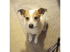 Adopt Mollie in Traer a White - with Tan, Yellow or Fawn Jack Russell Terrier /