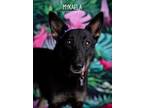 Adopt Mykaela a Black - with Tan, Yellow or Fawn Shepherd (Unknown Type) dog in
