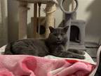 Adopt Smokey a Gray or Blue Domestic Shorthair / Mixed (short coat) cat in