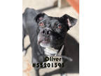 Adopt Oliver a Black American Pit Bull Terrier / Mixed Breed (Medium) / Mixed