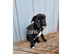 Adopt Tank a Black Border Collie / Labrador Retriever / Mixed (short coat) dog