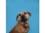 Adopt Dixie a Tan/Yellow/Fawn Black Mouth Cur / Mixed dog in The Dalles