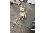 Adopt Kenai a Tan/Yellow/Fawn Husky / Mixed dog in The Dalles, OR (40730917)