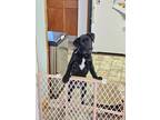 Adopt Mable a Black Border Collie / Labrador Retriever / Mixed (short coat) dog