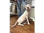 Adopt Chance (Chalino) (Kelpie) a White Mixed Breed (Large) / Mixed dog in