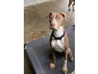 Adopt Twinkle Toes a Brown/Chocolate Mixed Breed (Large) / Mixed dog in