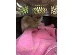 Adopt Bonaparte a Cream or Ivory Munchkin (short coat) cat in Joplin