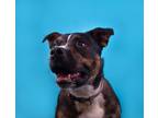 Adopt Diesel a Brindle Mixed Breed (Large) / Mixed dog in The Dalles