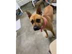 Adopt Scrappy a Tan/Yellow/Fawn Mixed Breed (Medium) / Mixed dog in The Dalles