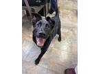 Adopt Boop a Black German Shepherd Dog / Mixed dog in The Dalles, OR (40623253)
