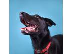Adopt Lenny a Black Mixed Breed (Large) / Mixed dog in The Dalles, OR (40730918)