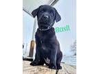 Adopt Basil a Black Border Collie / Labrador Retriever / Mixed (short coat) dog