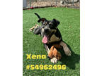 Adopt Xena a Black American Pit Bull Terrier / Mixed dog in Wilkes Barre