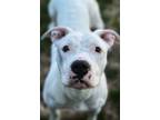 Adopt Snow a White Dogo Argentino / American Pit Bull Terrier / Mixed dog in
