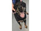 Adopt Diesel a Black Rottweiler / Mixed dog in Havelock, NC (41055151)