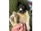 Adopt Jethro a Labrador Retriever / Mixed dog in Darlington, SC (41055084)