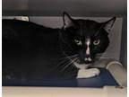 Adopt Cole - Bonded to Phoebe @ Auburn Public Library a All Black Domestic