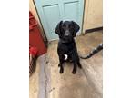 Adopt Taz a Black Mixed Breed (Large) / Mixed dog in Covington, LA (36958546)