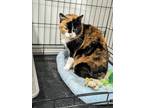 Adopt Scarlett a Cream or Ivory Domestic Shorthair / Mixed Breed (Medium) /