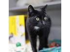 Adopt Opossum a All Black Domestic Shorthair / Domestic Shorthair / Mixed cat in