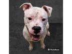 Adopt Joey a White Pit Bull Terrier / Boxer / Mixed dog in New Castle