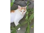 Adopt Yappy a White (Mostly) Turkish Van (short coat) cat in Marion