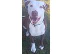 Adopt Champ a Brown/Chocolate American Pit Bull Terrier dog in Cassopolis