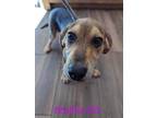 Adopt Bashful a Black German Shepherd Dog / Mixed dog in Cashiers, NC (40656603)