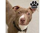 Adopt Axel a Tan/Yellow/Fawn American Pit Bull Terrier / Mixed dog in Tangent