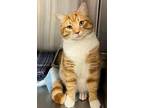 Adopt Houdini a Orange or Red (Mostly) Domestic Mediumhair (medium coat) cat in