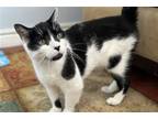 Adopt Mouse a Black & White or Tuxedo Domestic Shorthair / Mixed cat in New