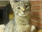Adopt Olive a Brown Tabby Domestic Shorthair (short coat) cat in Marion