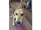Adopt Happy a Black German Shepherd Dog / Mixed dog in Cashiers, NC (40656538)