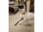 Adopt Eeyore a White Domestic Shorthair / Domestic Shorthair / Mixed cat in