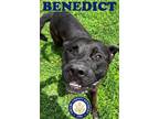 Adopt Benedict a Black Labrador Retriever / Mixed Breed (Medium) / Mixed (short