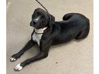 Adopt Caliona a Black Mixed Breed (Large) / Mixed dog in Chamblee, GA (41053983)