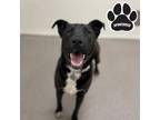 Adopt Cupcake a Black American Pit Bull Terrier / Mixed dog in Tangent