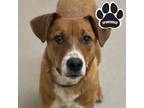 Adopt Pietro a Red/Golden/Orange/Chestnut Mixed Breed (Large) / Mixed dog in