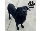 Adopt Winnie-The-Pooh a Black Husky / Mixed dog in Tangent, OR (40188032)