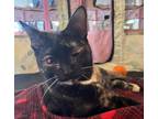 Adopt Triscuit a Tortoiseshell Domestic Shorthair (short coat) cat in Marion